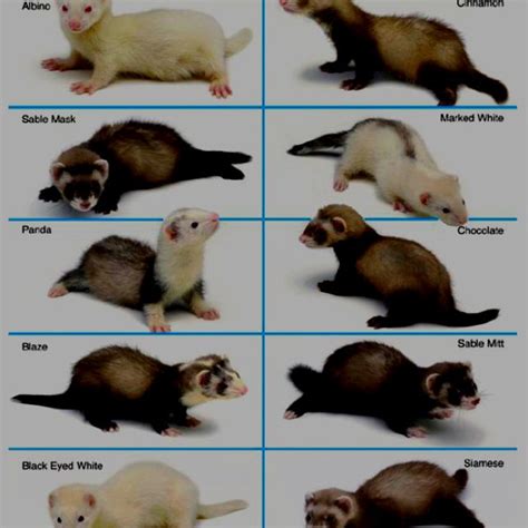 why are ferrets more similar to humans than mice